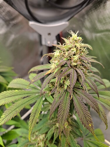 Growreport Bild 6