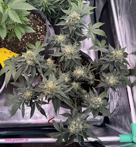 Growreport Bild 10