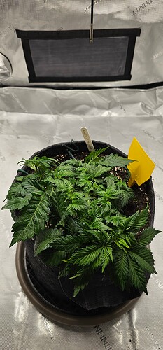 Growreport Bild 1