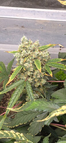 Growreport Bild 9