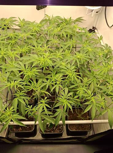 Growreport Bild 3