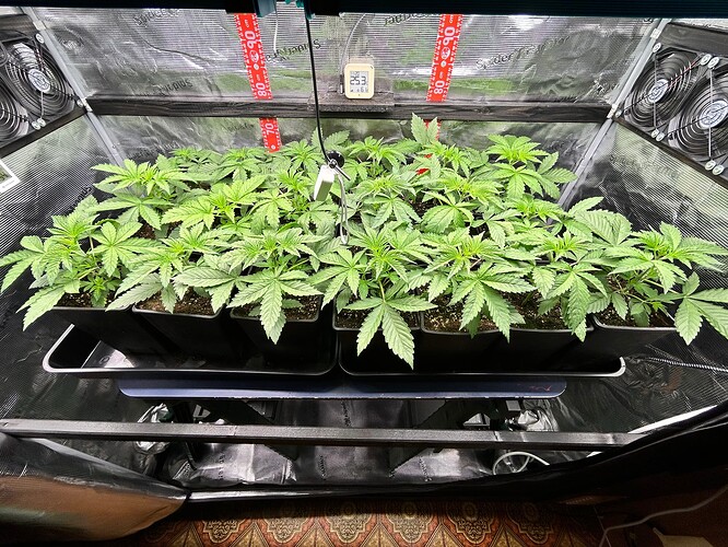 Growreport Bild 1