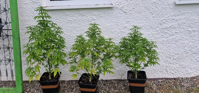 Growreport Bild 4