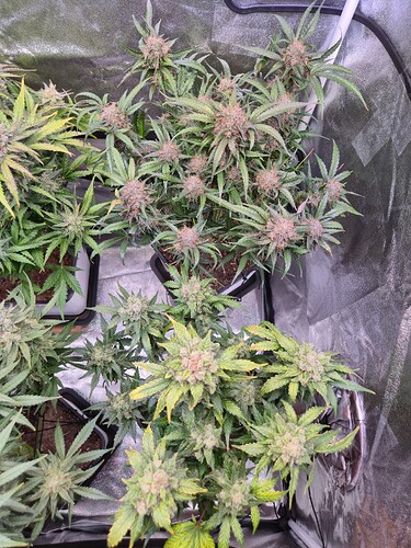 Growreport Bild 39