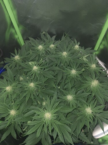 Growreport Bild 1