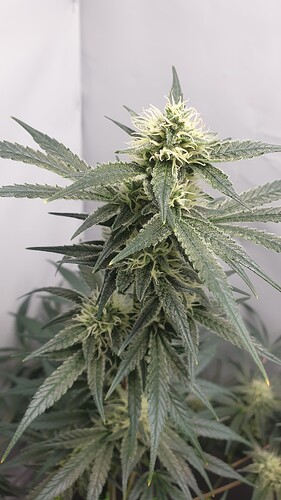 Growreport Bild 2