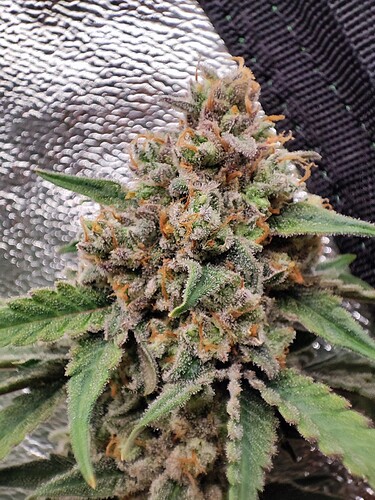 Growreport Bild 5