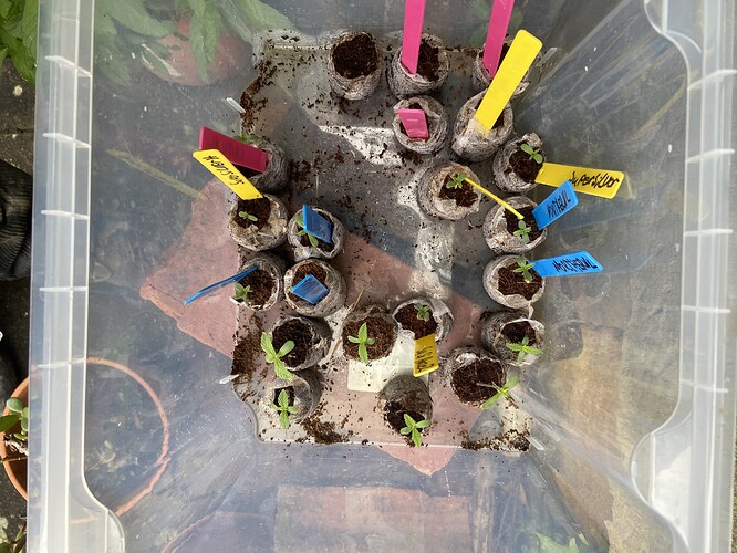 Growreport Bild 3
