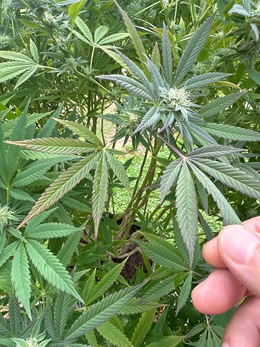 Growreport Bild 4