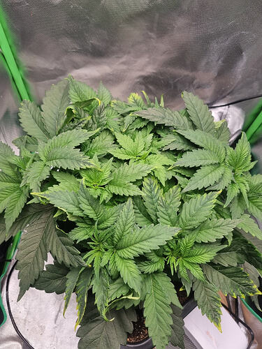 Growreport Bild 3