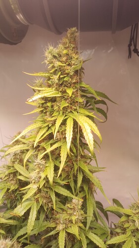 Growreport Bild 4