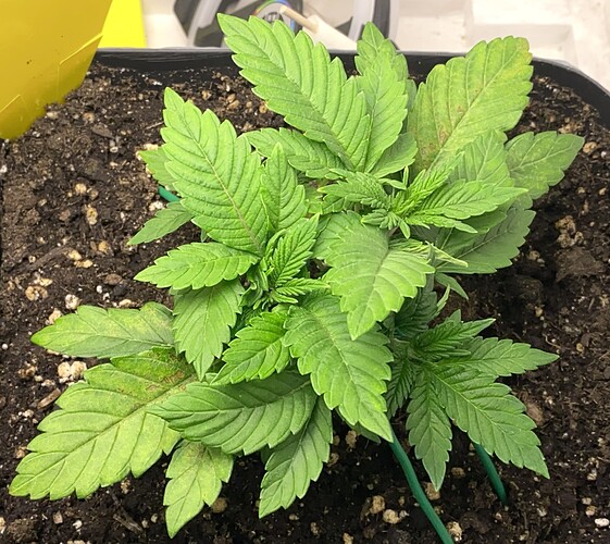 Growreport Bild 12