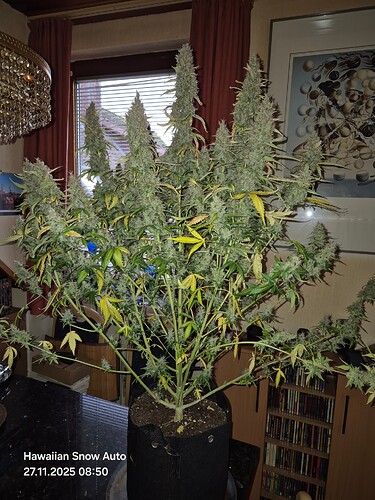 Growreport Bild 2