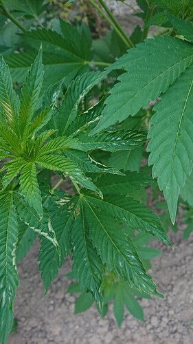 Growreport Bild 8