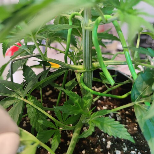Growreport Bild 20
