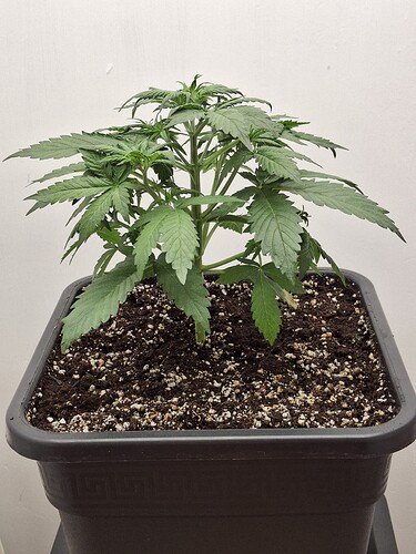 Growreport Bild 46
