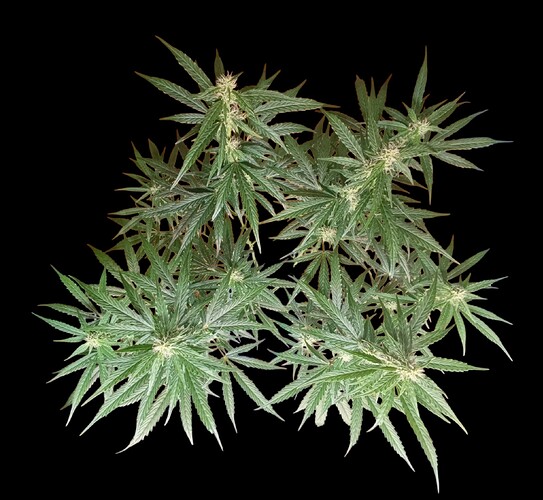 Growreport Bild 8