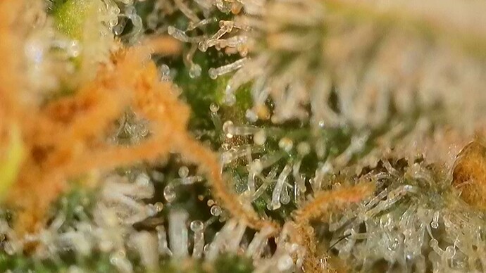 Growreport Bild 6