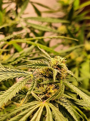 Growreport Bild 6