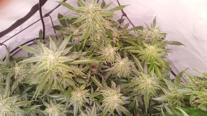 Growreport Bild 5