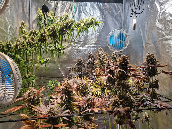 Mehrere Cannabis-Pflanzen in der Blütephase, einige mit dunklen Blättern, in einem Zelt mit Ventilatoren und reflektierender Folie.