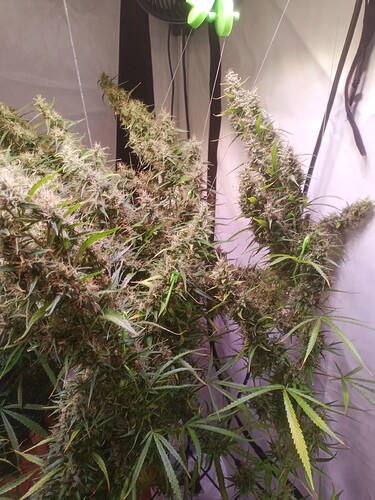 Growreport Bild 25