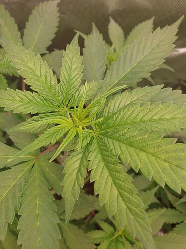 Growreport Bild 4