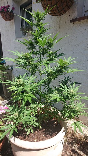 Growreport Bild 1