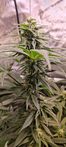 Growreport Bild 4