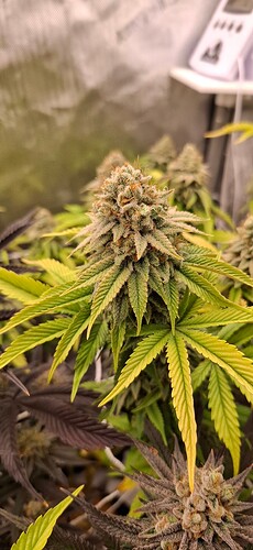 Growreport Bild 7