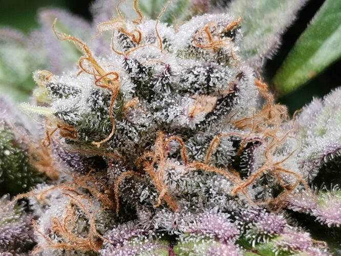 Growreport Bild 10