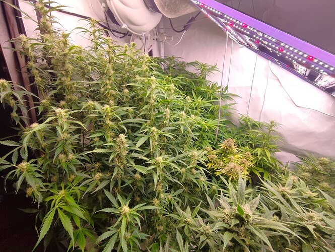 Growreport Bild 3