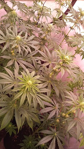 Growreport Bild 5