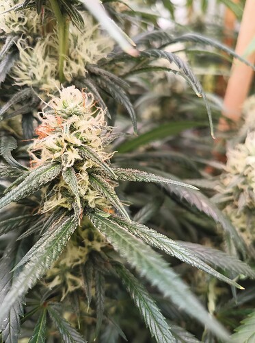 Growreport Bild 29