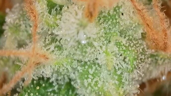Growreport Bild 7
