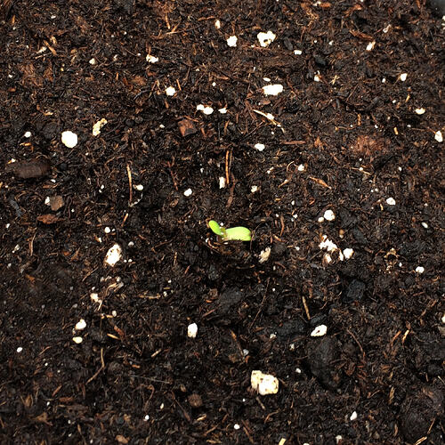 Grow26071902