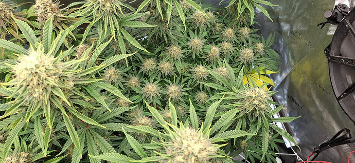 Growreport Bild 8