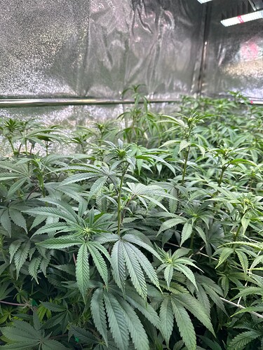 Growreport Bild 2