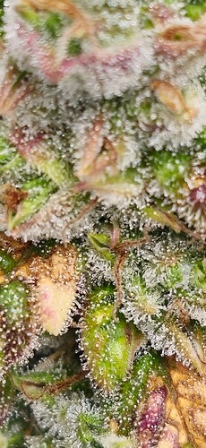 Growreport Bild 30