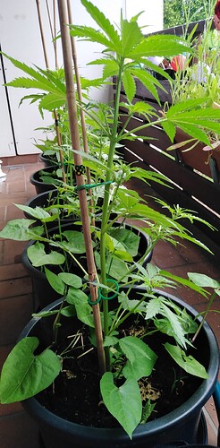 Growreport Bild 5