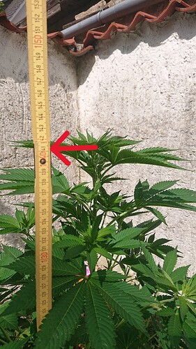 Growreport Bild 57