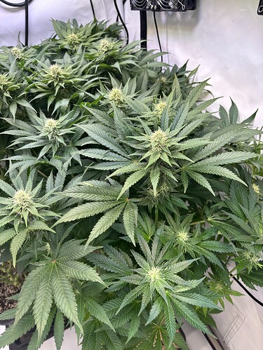 Growreport Bild 6