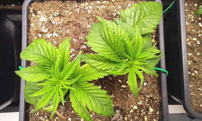 IMG_20251005_090753 (1)