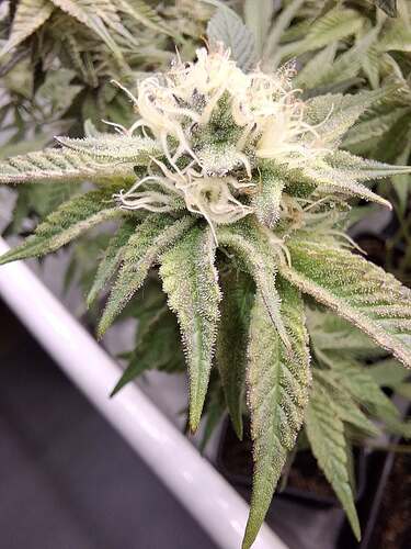Growreport Bild 7