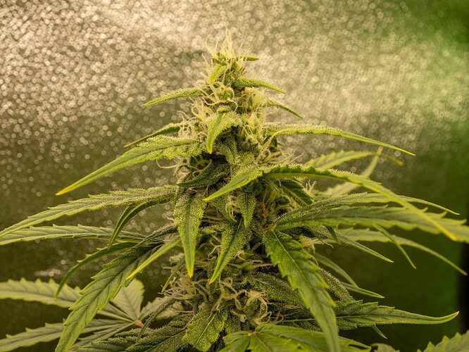 Growreport Bild 11