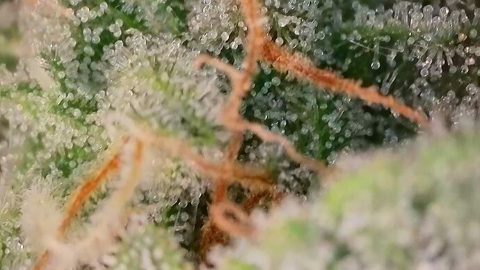 Growreport Bild 46