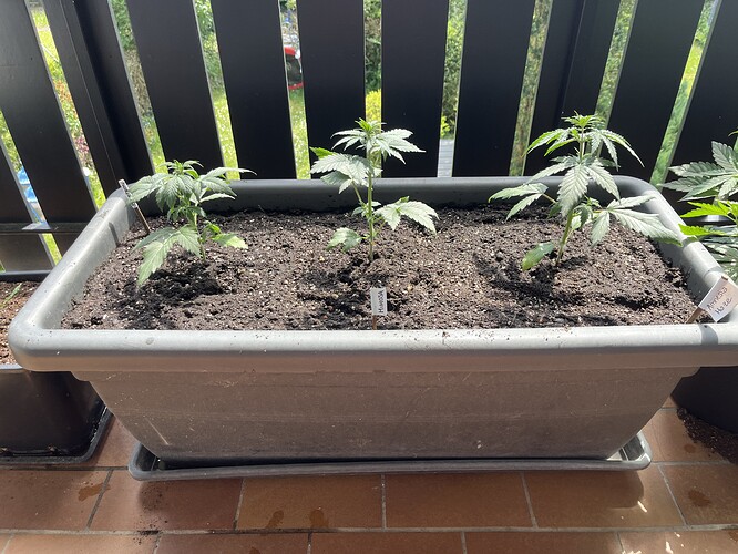 Growreport Bild 3