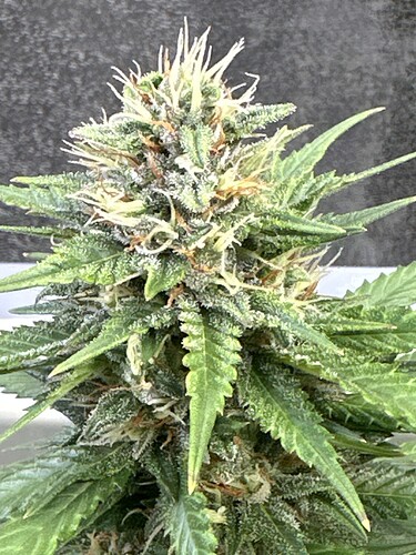 Growreport Bild 24