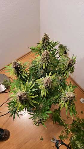 Growreport Bild 14