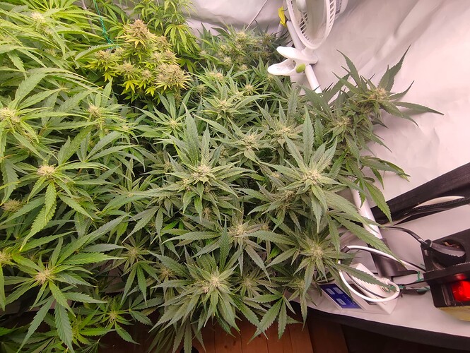 Growreport Bild 77